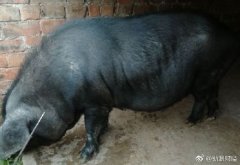 中国土猪因大力养殖洋猪濒临灭绝 纯正回锅肉没了