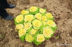 南京：“玫瑰白菜”面市 能吃能看“娇嫩欲滴”
