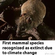 澳大利亚官方确认珊瑚裸尾鼠灭绝，这是首个因气候变化灭绝的哺乳