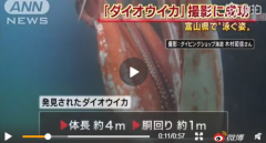 日本近海惊现巨大乌贼！日本网友担心天地异变，恐是地震前兆